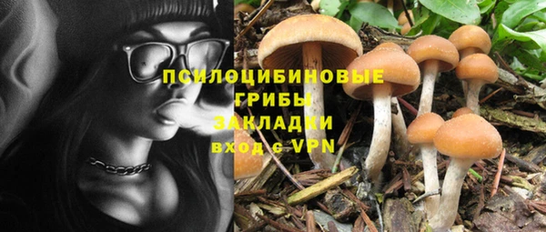 ГАЛЛЮЦИНОГЕННЫЕ ГРИБЫ Аркадак